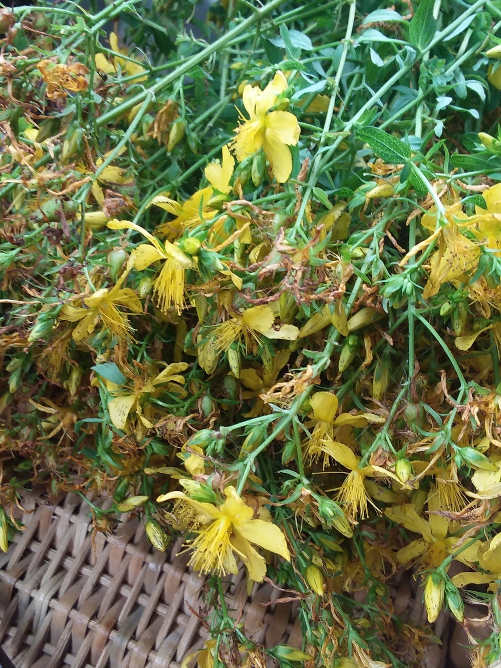 St. John's Wort Dried Herb